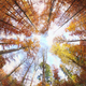 Illustration for article titled Shooting Challenge Fall Leaves Gallery 2